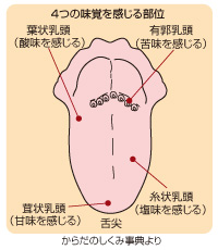 舌（４つの味覚を感じる部位）